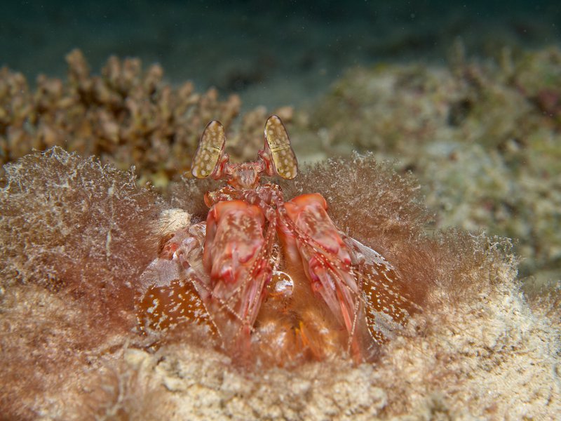 Spearing Mantis Shrimp, House Reef